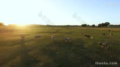 夏季农村与放牧的奶牛的鸟瞰图.